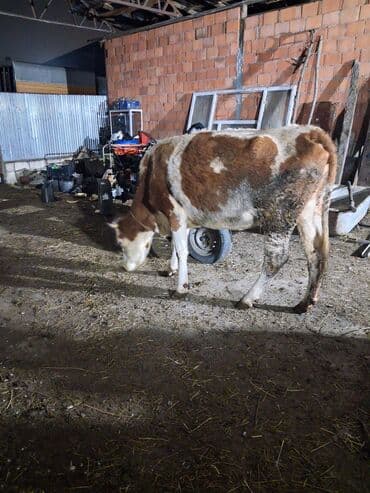 ana bala qoyun: Dişi, Simental, il: 6, Südlük, Ünvandan götürmə — 3