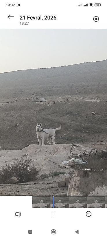 cins heyvanlar: 1 ay, Dişi, Peyvəndli — 3