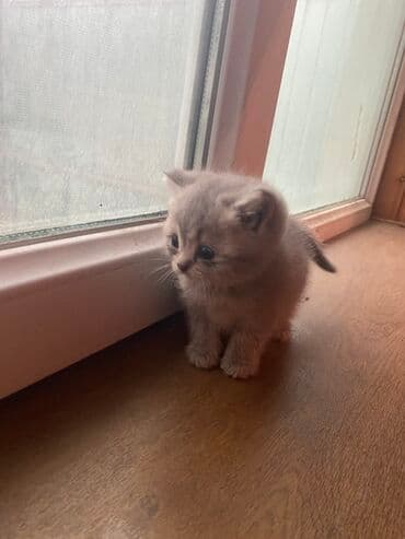 щенок в добрые руки: Şotland, Yaxşı əllərə — 1