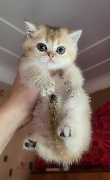 pisik qumu: Britan — 1