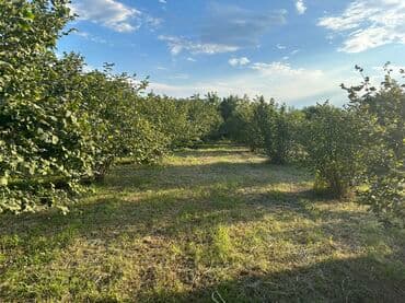 xacmazda findiq bagi satilir: Kənd təsərrüfatı — 14