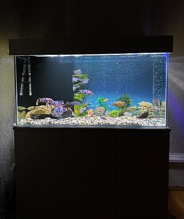 teleskop baliq: . Salam.Akvarium altligilə birlikdə satilir Uzunlugu 1.20 Eni 50 — 9