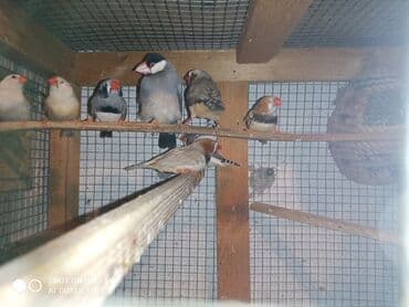 ördək ətinin qiyməti: Amadinlər Satış zebravıy sadə amadinlər benqal amadini risovka risoviy — 6