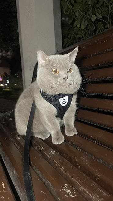 pişik geyimi: Britan, Erkək — 1