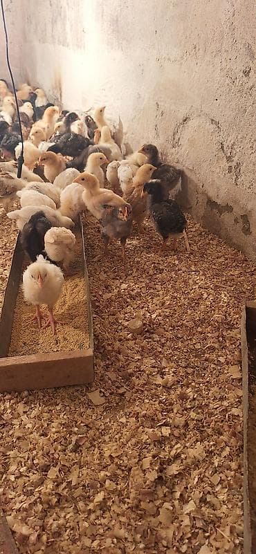 Toyuq cücələri, Damazlıq, Ödənişli çatdırılma lalafo.az -da Toyuq cücələri, Damazlıq, Ödənişli çatdırılma