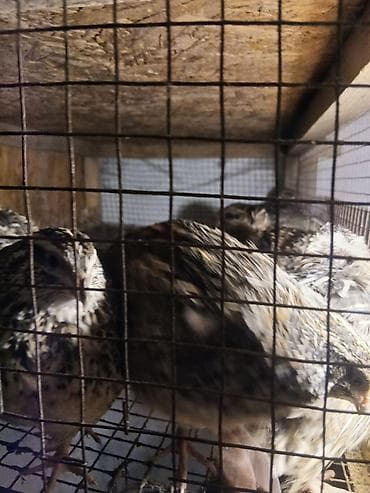 arpa bugda satisi: Ev Bildirçini.15 ədəd yumurlayan dişi.5 ədəd erkək.Üstündə qəfəsi — 3