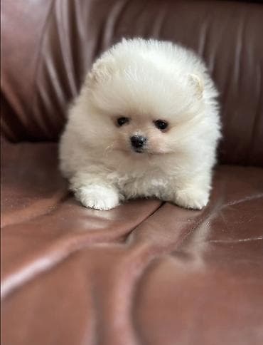 heyvan hekimi: Məhsul: Pomeranian (Spitz) balaları Diside var erkeyde Təsvir: - — 3