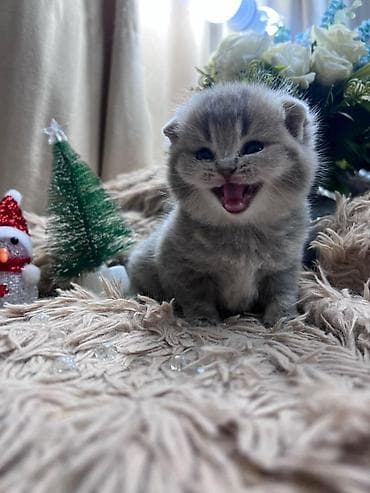 Heyvanlar üçün mallar: Şotland yastı qulaq — 3