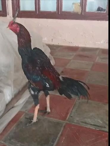 CHU ŞHAMO yumurtası satılır CƏLLABADA olanlar narahat etsin