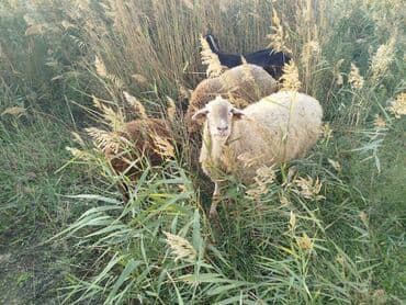 arpa toxumu satışı: Məhsul: Qoyun sürüsü 11 boğaz qoyun bir qoç 9bir qarın doğub 2si — 1