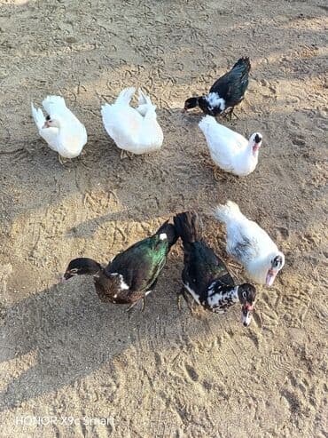 ördək balası satışı: 12 eded lal.ordek.satilir hamsi bir yerde wp aktivdi — 5