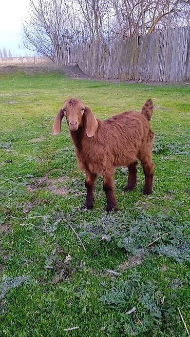 heyvan per page 40: Salam helebler erkeydiler — 3