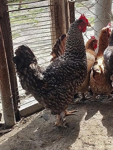 toyuq cüce: Toyuq, Yumurtalıq, Ünvandan götürmə, Ödənişli çatdırılma — 3