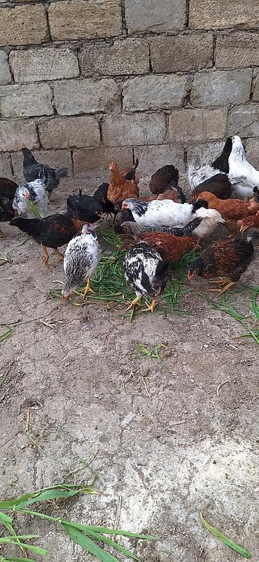 toyuq cücə: Toyuq cücələri, Ətlik — 5