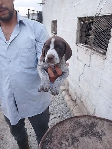 cins qazlar: Alman qısatüklü ov iti balası (German Shorthaired Pointer) – — 2