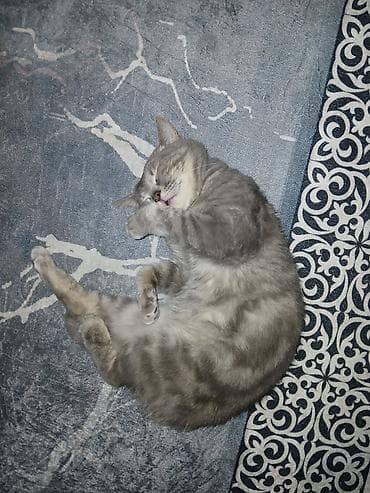 heyvan sahiblənmə: Şinşilla, Erkək, Yaxşı əllərə — 2