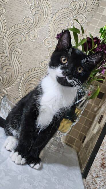 Digər heyvanlar: Şotland, Erkək, Dişi, Yaxşı əllərə, Ünvandan götürmə — 3