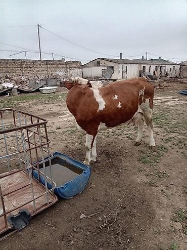 i̇nekler: Simental tipli qırmızı-ağ rəngdə inək. - Böyük cüssəli, sümük quruluşu — 7