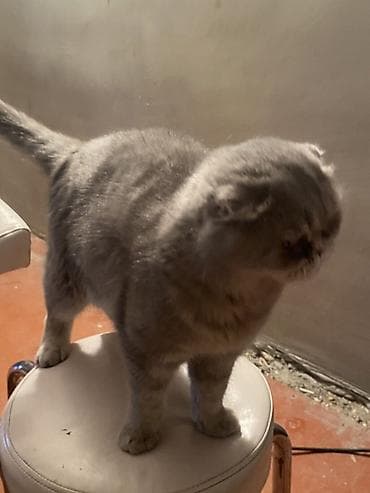 Gəmiricilər: Şotland yastı qulaq — 4