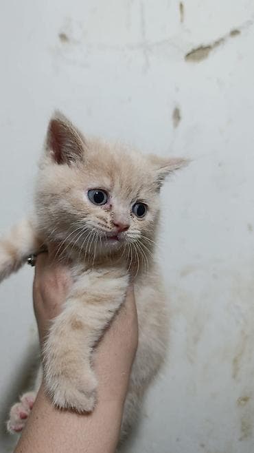heyvanlar: Britan (Scottish Fold tipli) və ekzoik (Persian/Exotic type) balaca — 5