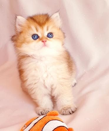 pisik itib: Britan — 2