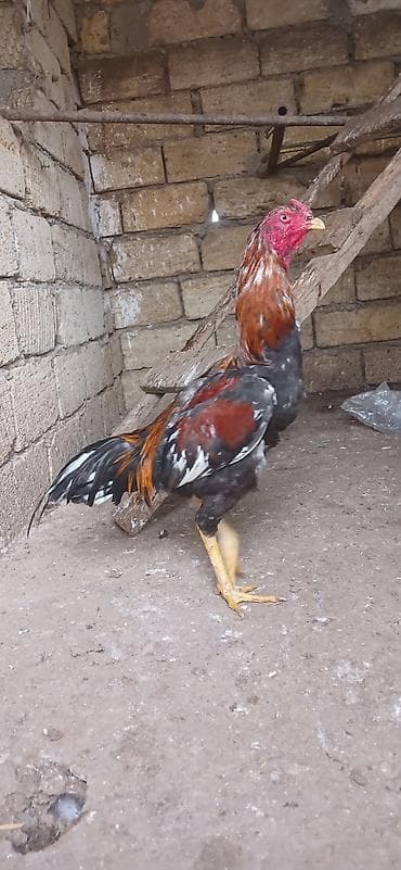 Xoruz, Brazil, il: 1, Ünvandan götürmə