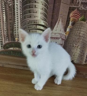 Птицы: Самец, Самовывоз — 2