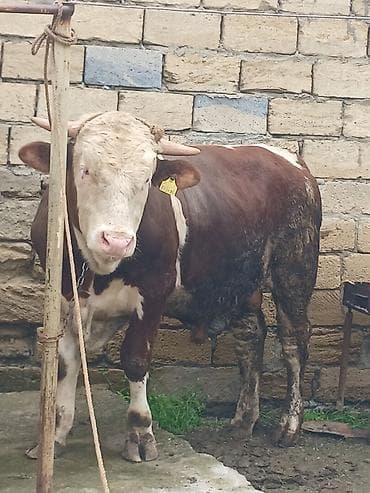 cins inek: 260 270 kilo eti var 1 yaş 2 aylığ di endirim olcaq — 1