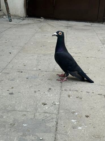 göyercin yuvasi: Salam Aleykum 4 drakondu 3 ü bala 1 erkey iri heyvanlardı qiymət — 5