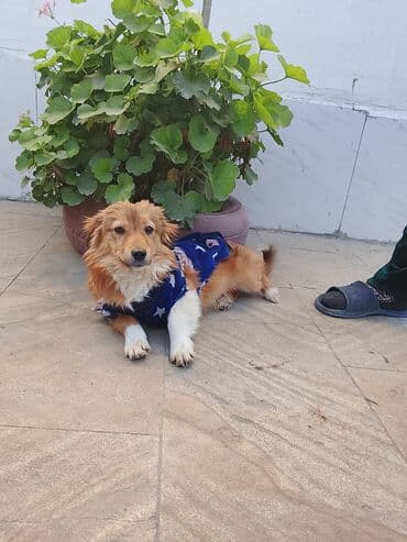 Yemlər: Zvanok. 1 yaş. Erkək. Etibarlı əllərə verilir — 5