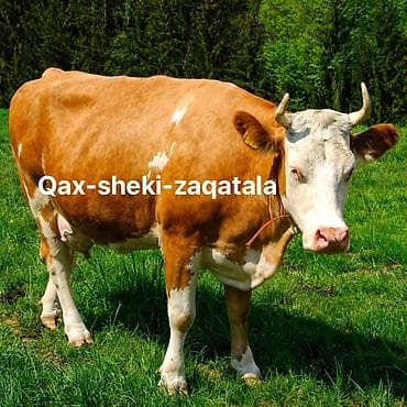 heyvan bazari itler: Qax-sheki-zaqatala ve yaxin rayonlarda kimde varsa sutluk jins inek — 1