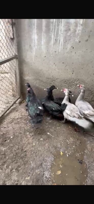 Dovşanlar: Salam 4 qara zumrudu feresi 1 dene qara zumrudu erkeyi 2 dene — 10