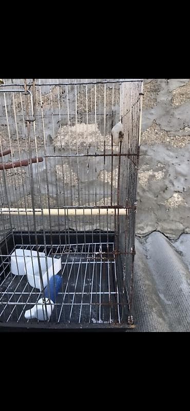 danişan quş: Böyük ölçülü quş qəfəsi - Material: metal barmaqlıqlar, plastik — 2