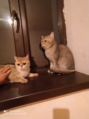 собака отдам в хорошие руки: Британская, Самка, В добрые руки, Самовывоз — 1