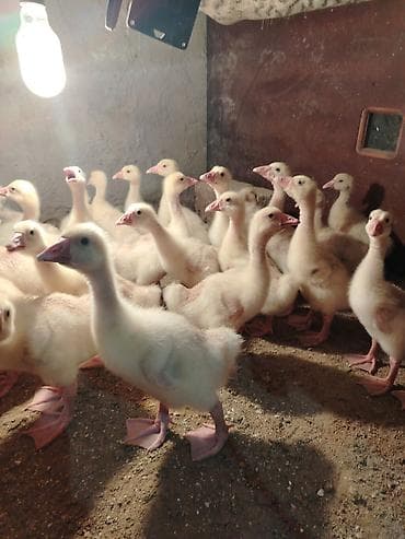 coban iti per page 40: Vitaminle böyüdulub sağlam heyvanları temiz qan linda sortu 15 gunluk — 5