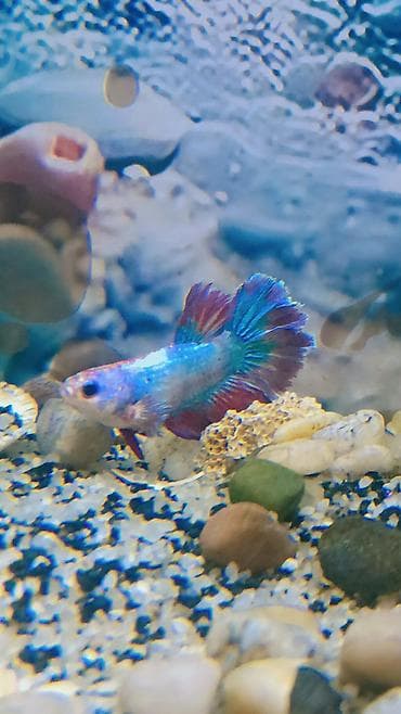 kanbizon: Betta (Petuşok balığı), Ünvandan götürmə, Ödənişli çatdırılma — 3