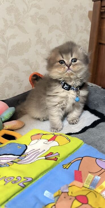 pişik itib: Britan, Erkək — 2