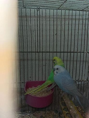 tutuqus: Rainbov tutuqusular satilir. Tam saqlam ve aktiv — 4