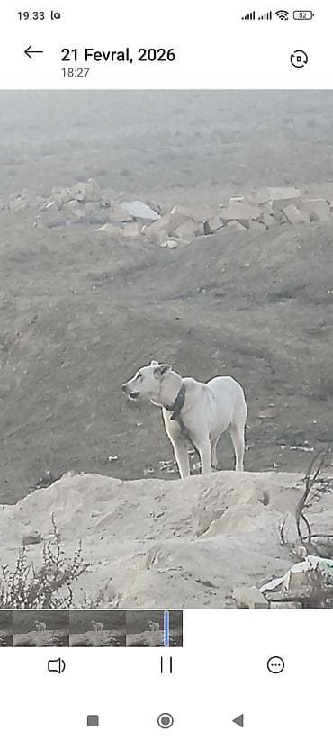 cins heyvanlar: 1 ay, Dişi, Peyvəndli — 5