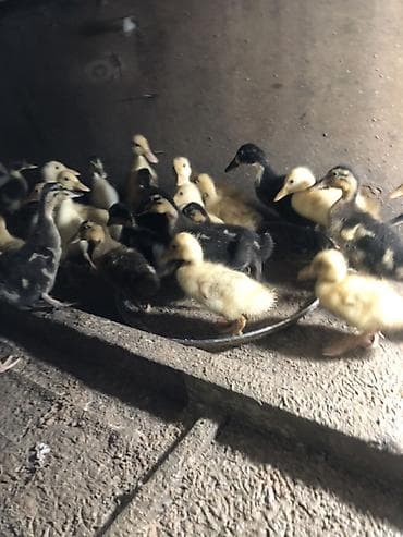 35/45 Gunluk ordek balalari 5azn/6azn 13 gunluk 3.70 azn 1 hefdelik