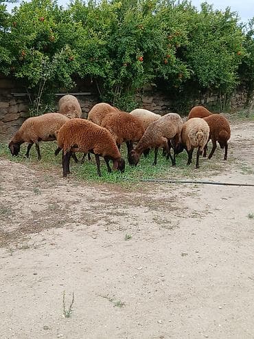 en ucuz uce: Salam öz heyvanlarımdı yaxşı saxlanmalı heyvanlardı damazdığdı ümumi — 2