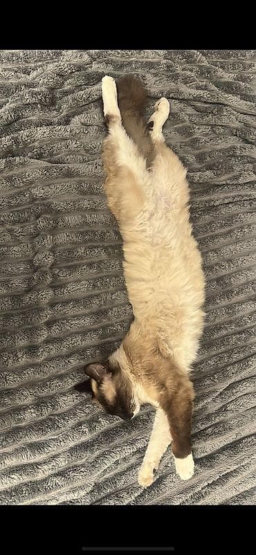 Gəmiricilər: Cütləşmə üçün — 4