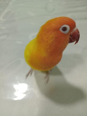 Fisher albinos qirmizi goz.tam rucnoy.danismaga hazir.1 yas.Növbəti ev