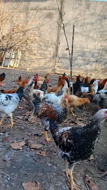 İtlər: Toyuqlar və xoruzlar satılır. Şəkillərdə iri və orta çəkili toyuq və — 1