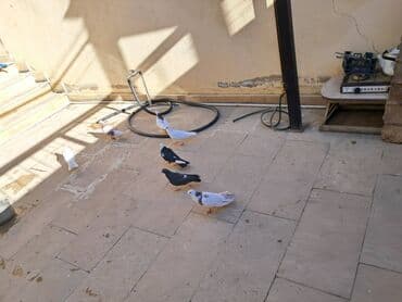 Göyərçinlər: Məhsul: Ev göyərçinləri dəsti Təsvir: - Şəkillərdə müxtəlif rənglərdə — 2