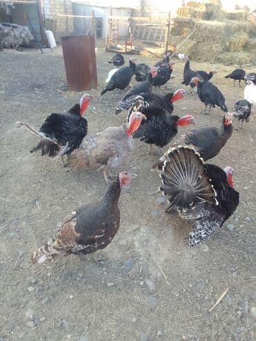 İtlər: Məhsul: Hindular (xallı/qarışıq rəngli sürü) Təsvir: - Həyət — 1