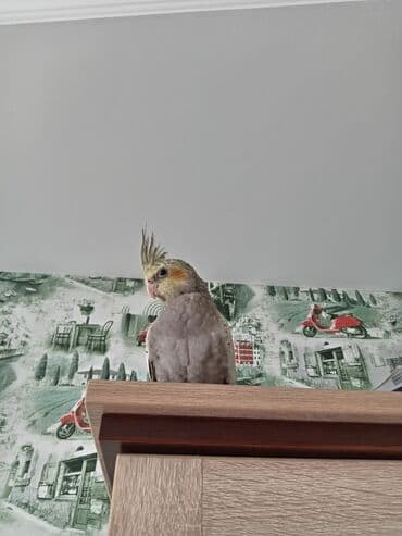 əbabil quşunun qiyməti: Salam, şəkillər 2 aylıqında çəkilib indi 5 aylıqdılar boz erkək, çilli — 1