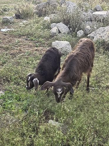 itlerin ucuz qiymete satisi: Heyvanlar tam sağlamdır təcili pul lazım olduğu üçün satılır üçüdə — 10