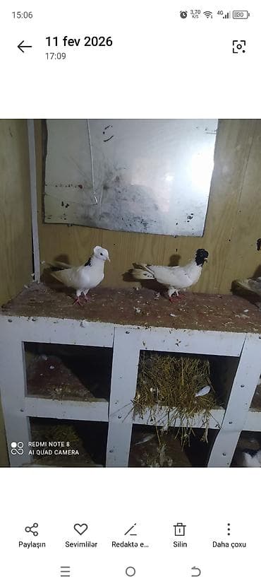 goyercin damı: 3 cüt 2 tək tam sağlamdir hal hazırda yumurtalayilar ünvan hökməli — 3