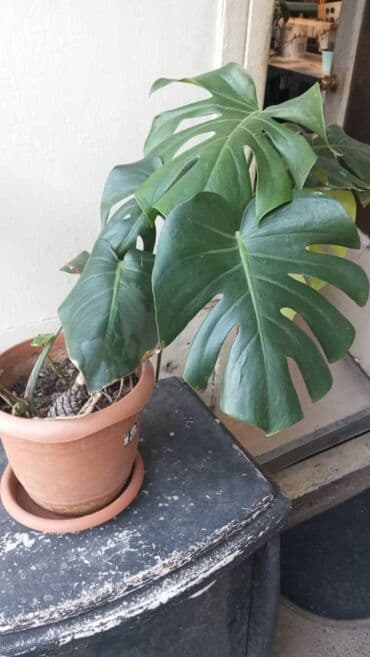 monstera bitkisi: Monstera otaq bitkisi Unvan: Kohne guneshli, Shixlinski 57. 8 nomreli — 1